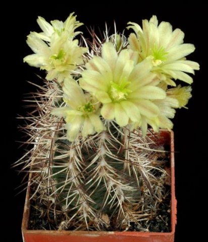 Echinocereus_dawisii_1